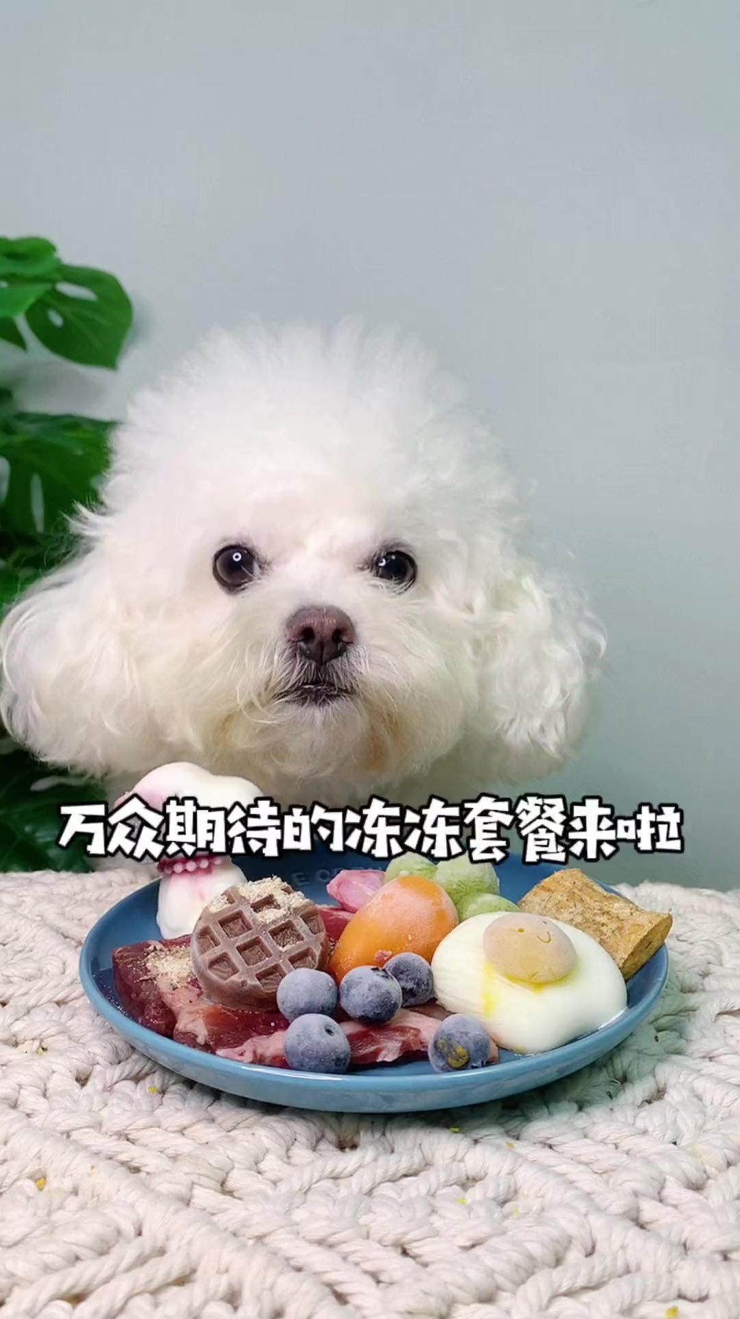 冻冻套餐来啦,比熊