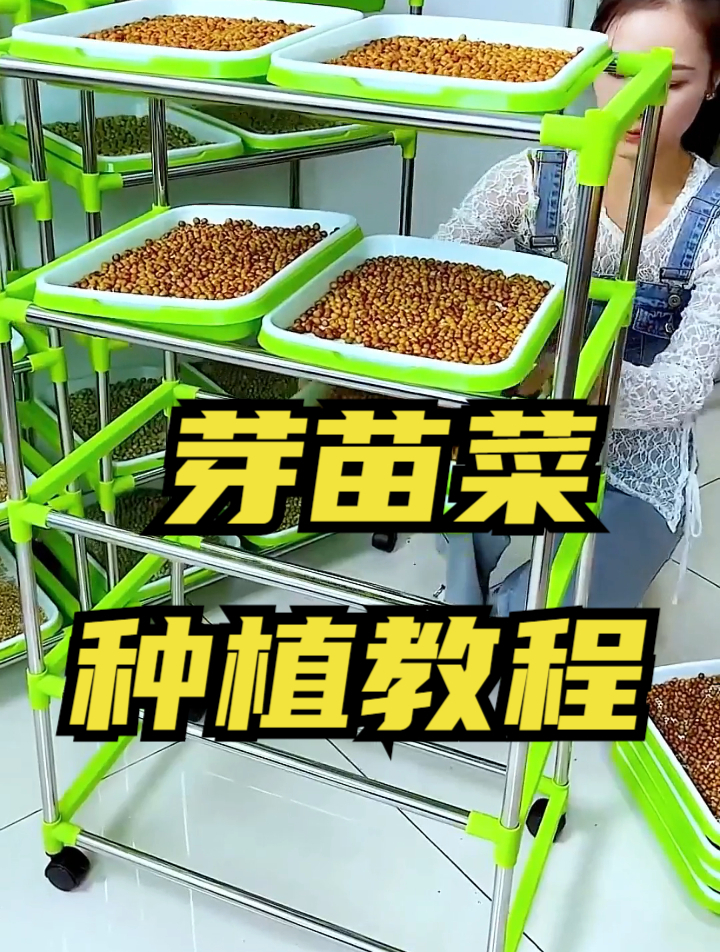 家庭版芽苗菜的种植方法,手把手教会你,3天就可以采摘
