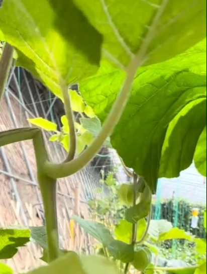 果农教你种植摘不败的姑娘果,富含多种维生素,口感香甜!