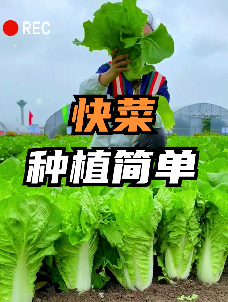 它不是大白菜,它是“快菜”,23天就能采收,爽口清香脆嫩鲜!