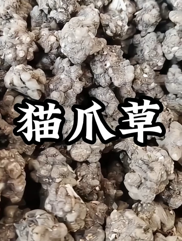每天认识一味中药材-猫爪草