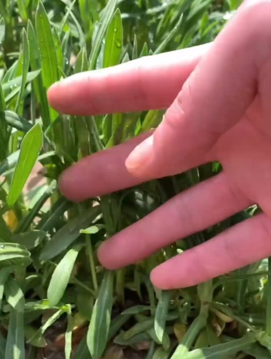 麦田常见的杂草俗称“面条菜”,也是充饥的野菜,好吃价值高!