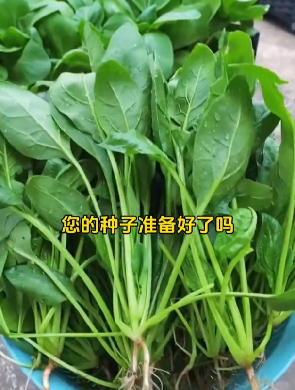 又到了菠菜种植季,菠菜种子怎么选?
