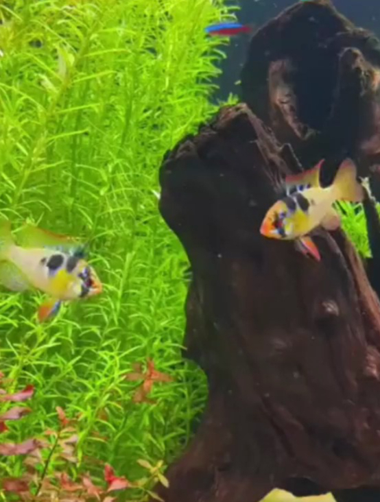 鱼儿鱼鳍充血是为什么?怎么办?无非就是水质、温度、细菌的问题