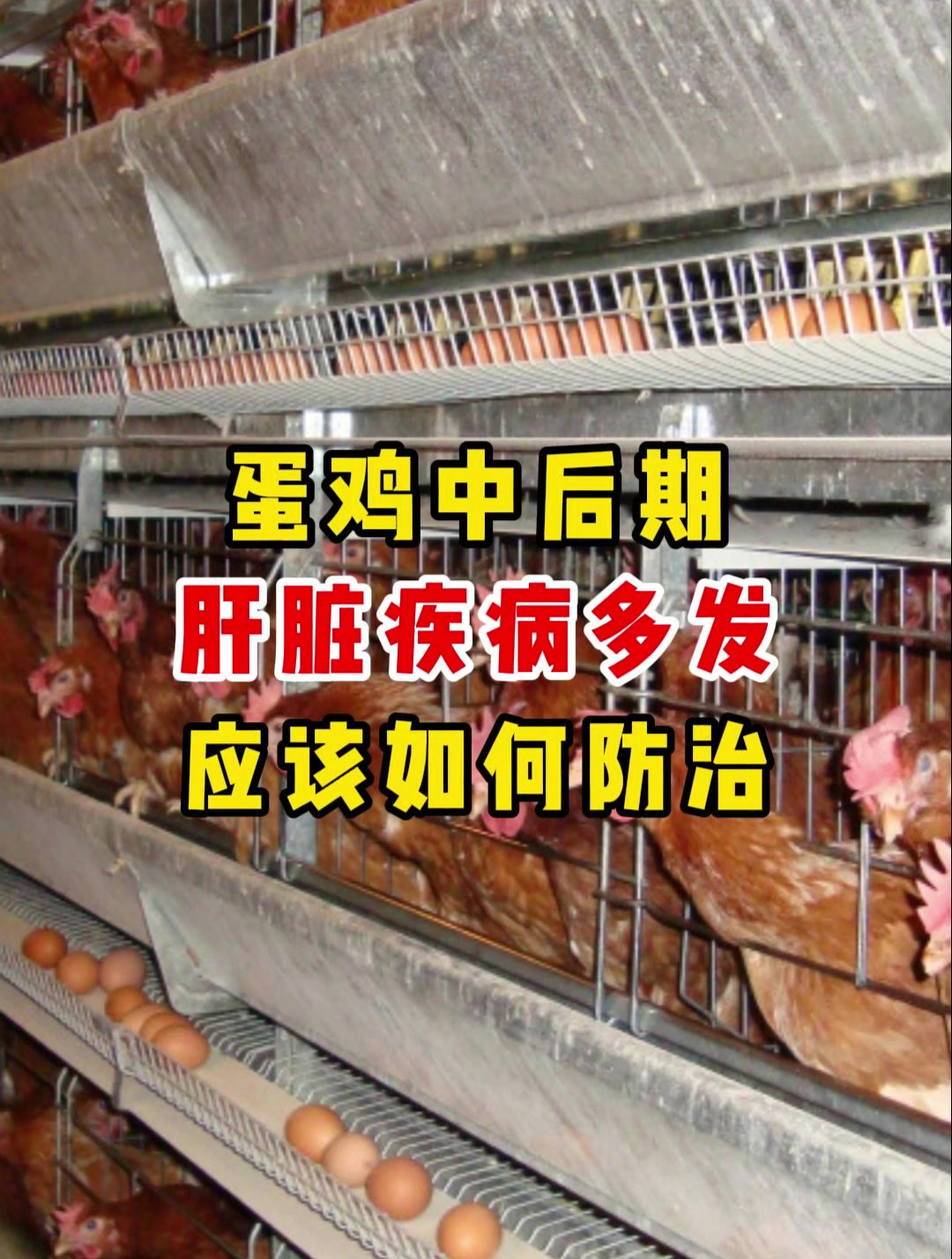 蛋鸡中后期肝脏疾病多发应该如何防治!