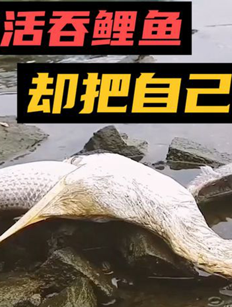 苍鹭活吞鲤鱼,却被鲤鱼卡住喉咙无法呼吸,躺在岸边无人问津