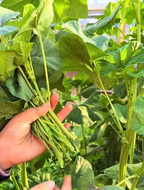 比人还高成精的“冬寒菜”你见过吗?可惜这野生菜只在南方有种!