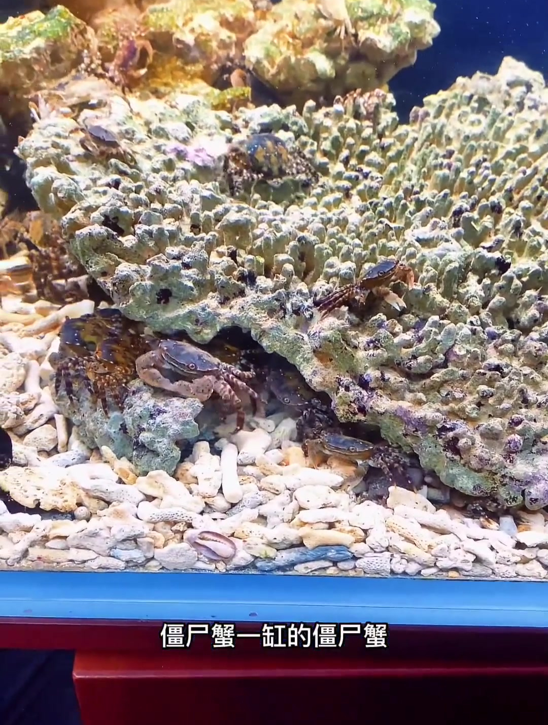 一缸僵尸蟹咋弄姓金故起名金枪鱼没毛病啊