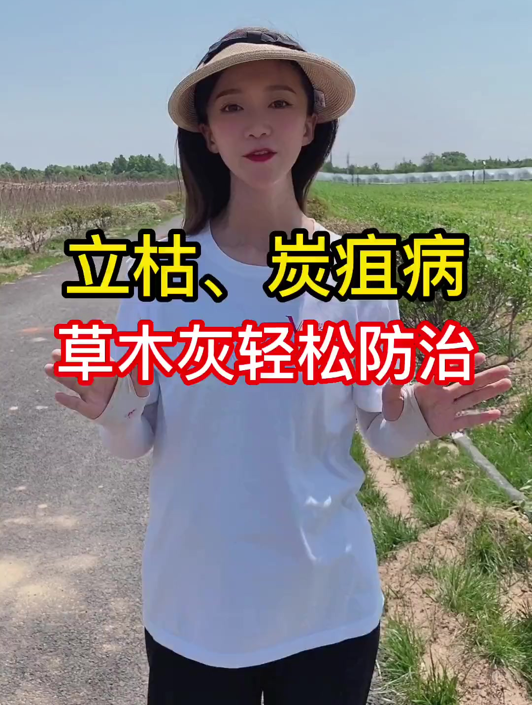 防治立枯病和炭疽病,快试试草木灰