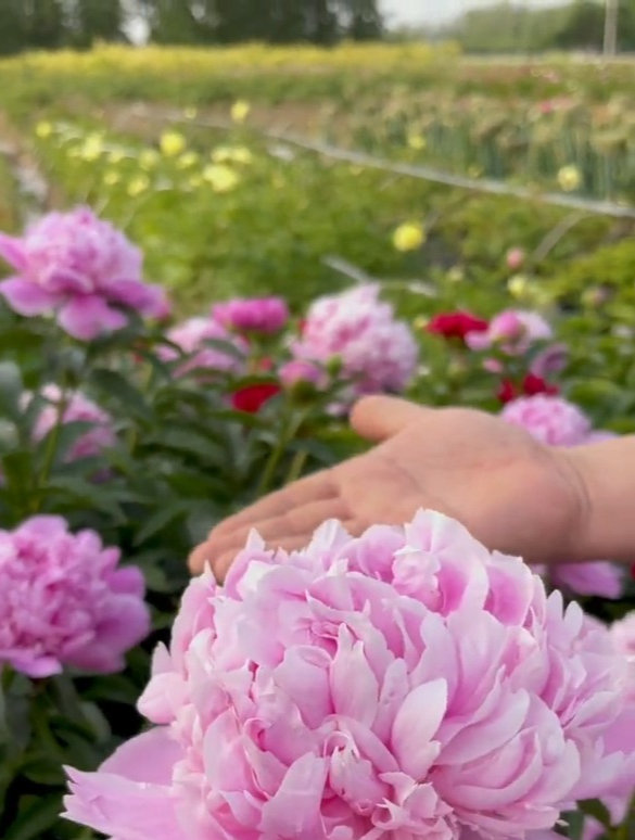 富贵花“芍药”从花到根都是宝,不仅好看功效多,开花胜牡丹!