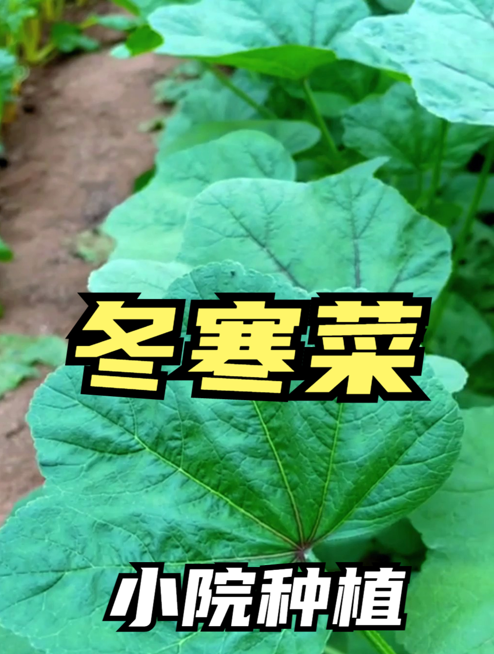 好吃又美味的冬寒菜,药食两用,营养极高,现在却少为人知!