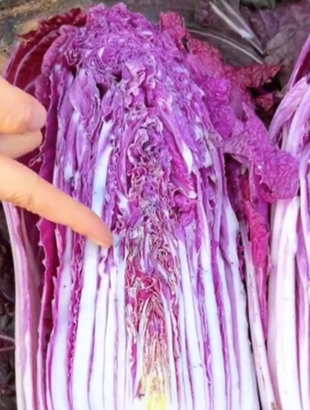 天气越来越冷,种紫白菜做好管理,白菜害虫少,长势喜人!