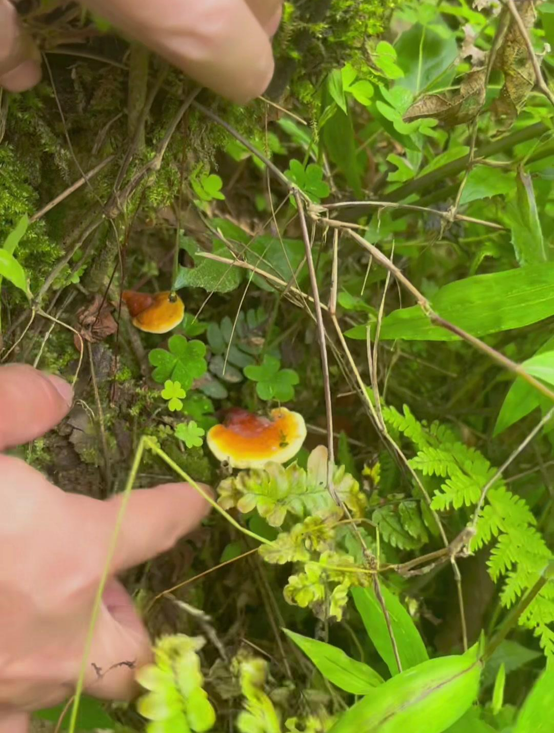 大家来看看,这是什么品种灵芝?