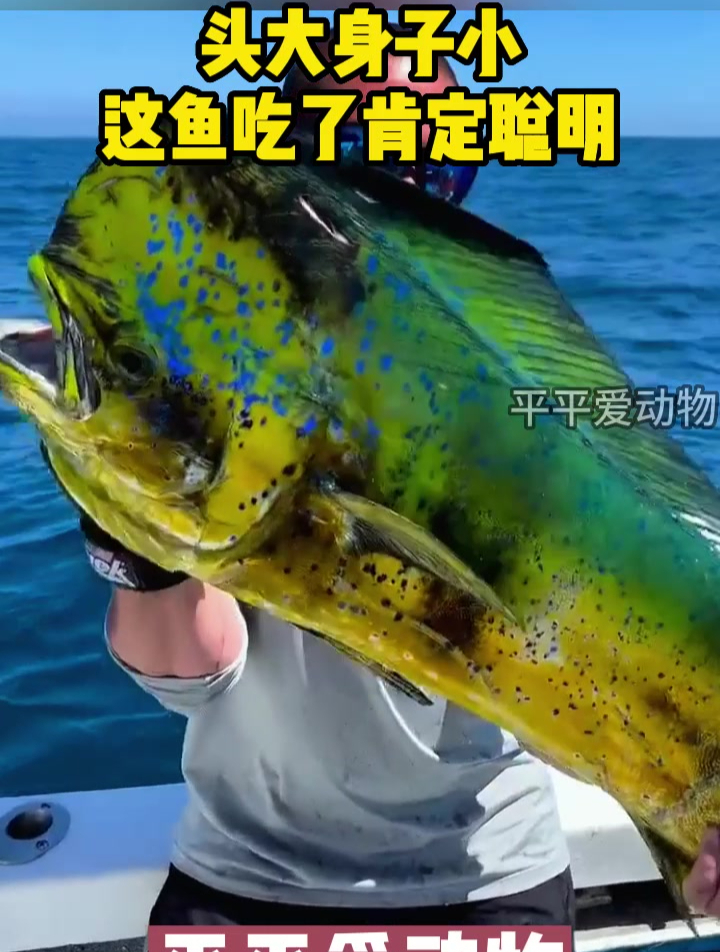 头大身子小,这鱼吃了肯定聪明