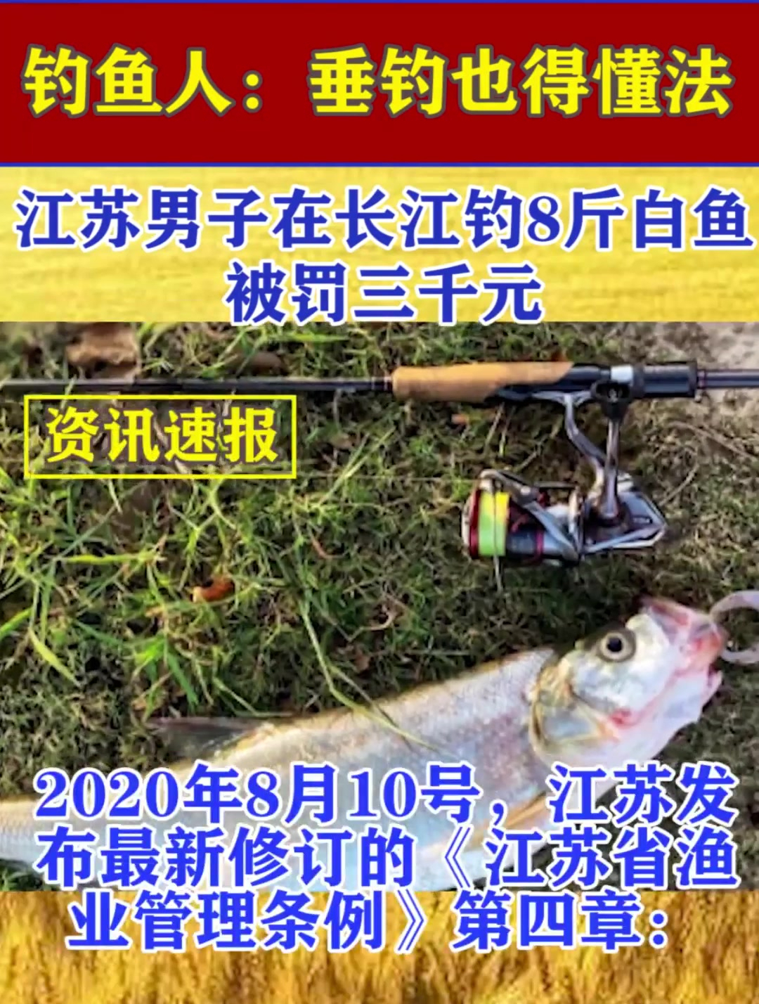 江苏男子在长江钓8斤白鱼被罚三千元,钓鱼人:垂钓也得懂法