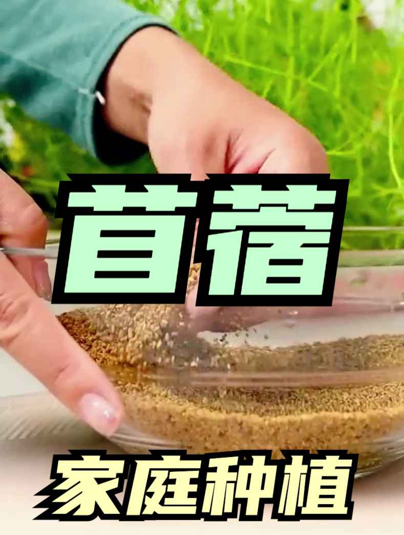 在家也能吃到苜蓿野菜,学会这一招,种一次年年都有野菜吃!