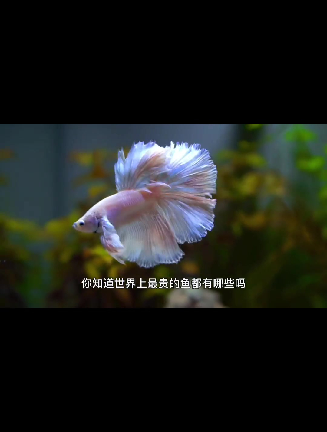 你知道世界上最贵的鱼类都有哪些吗