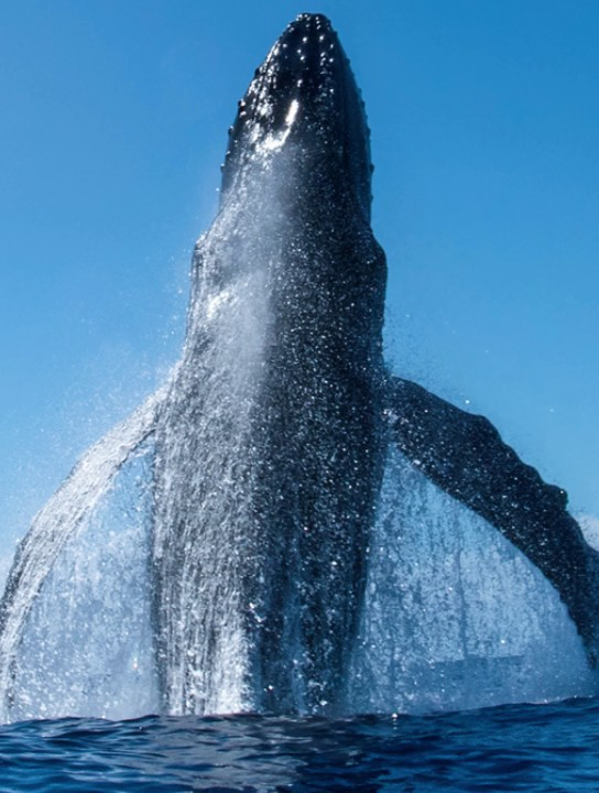 自然的力量!40吨座头鲸跃出海面,近距离领略翻江倒海