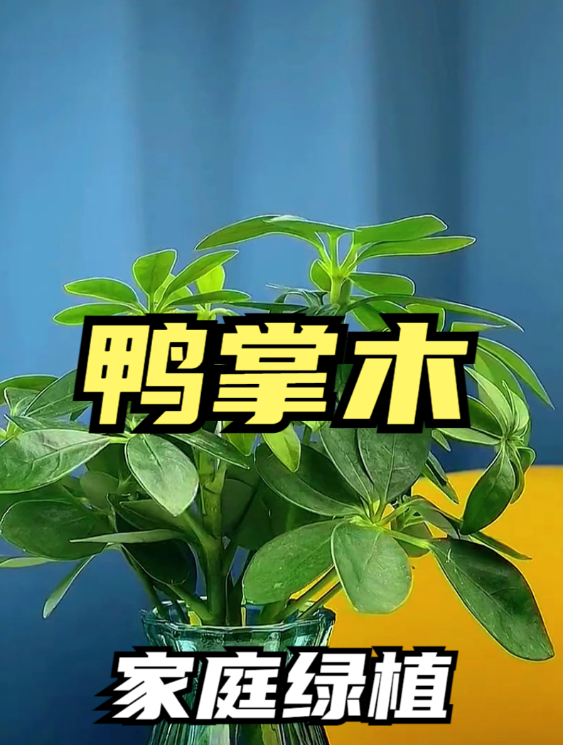 鸭脚木又叫“八方来财”,叶片翠绿油亮,寓意“招财进宝”!