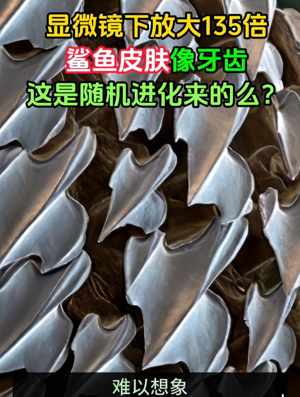 开眼!显微镜放大135倍看鲨鱼皮肤,像牙齿。这是随机进化来的?