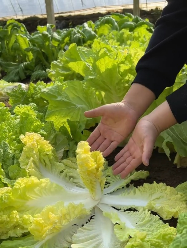 来自蔬菜之都寿光的“黄心大白菜”,叶片薄而细腻,好吃有营养!