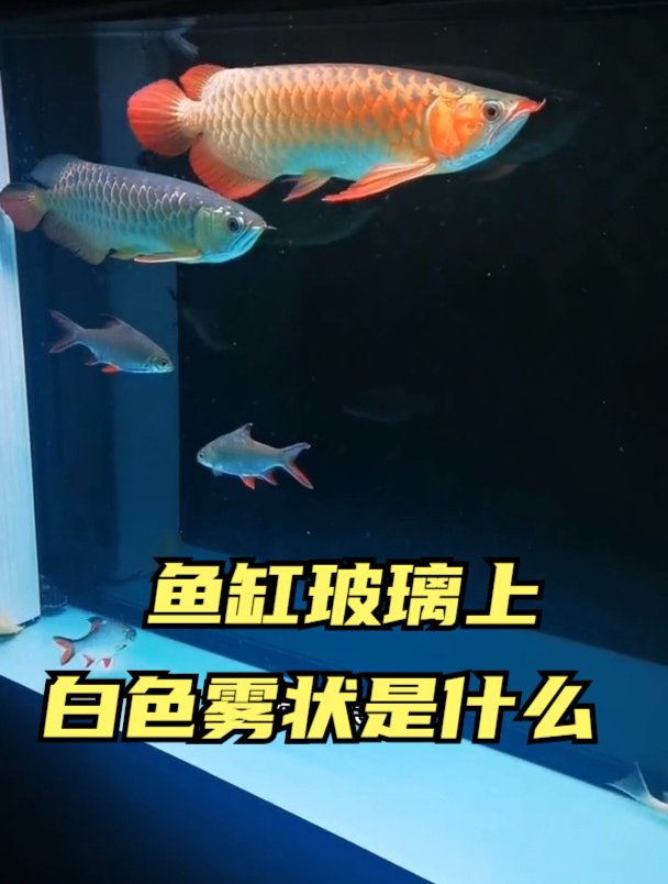 你们知道鱼缸玻璃上白色雾状是什么吗?