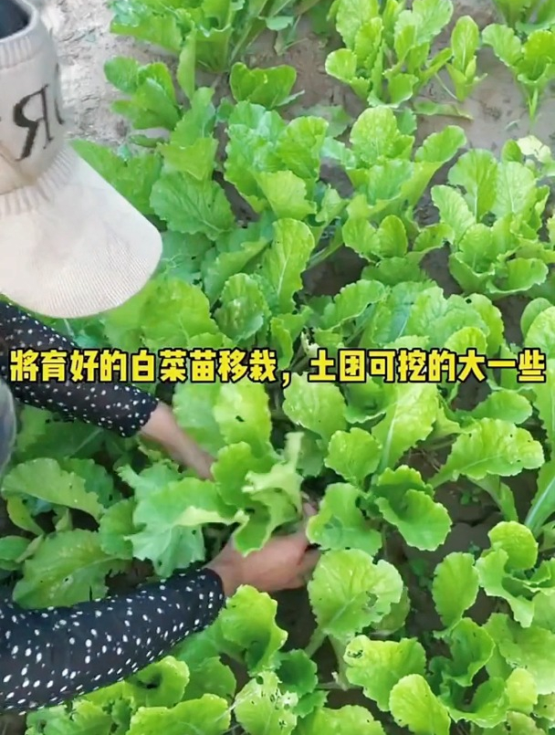 黄心大白菜主要在秋季种植,品种不同播种时间也不同,不要种错了
