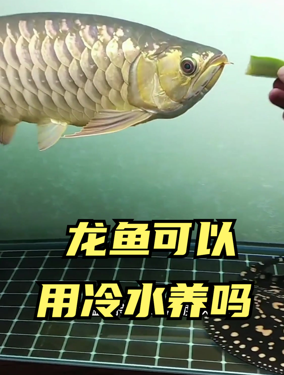 龙鱼可以用冷水养吗?什么是冷水?
