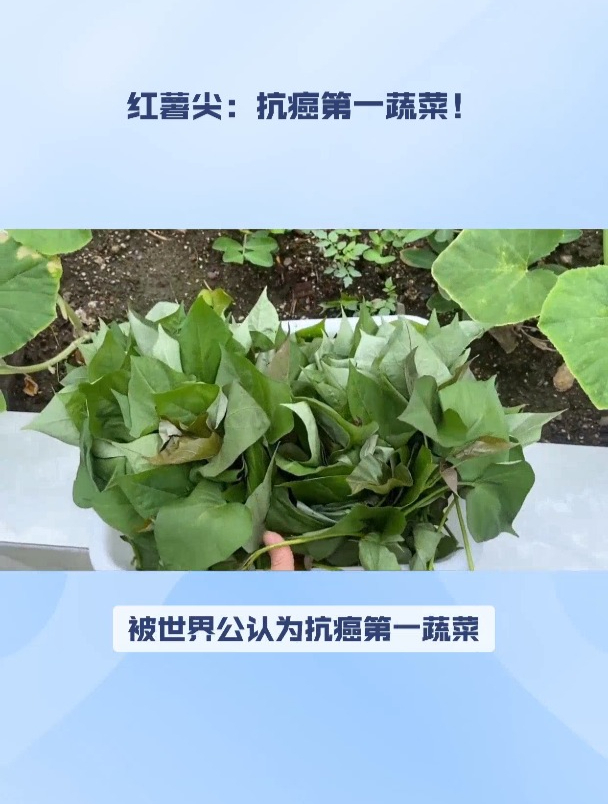 世界公认抗癌蔬菜,香港人称它是蔬菜皇后,日本人尊其为长寿菜