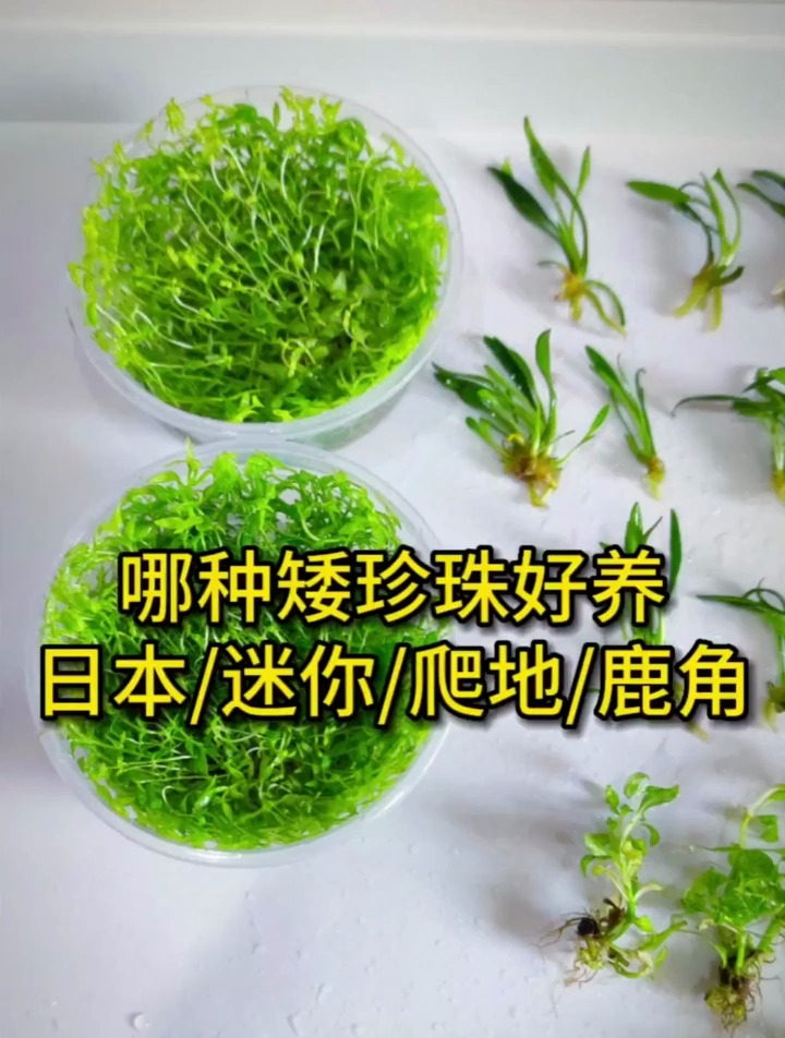哪种矮珍珠水草好养?迷你、趴地、鹿角、日本矮珍珠养殖难易程度