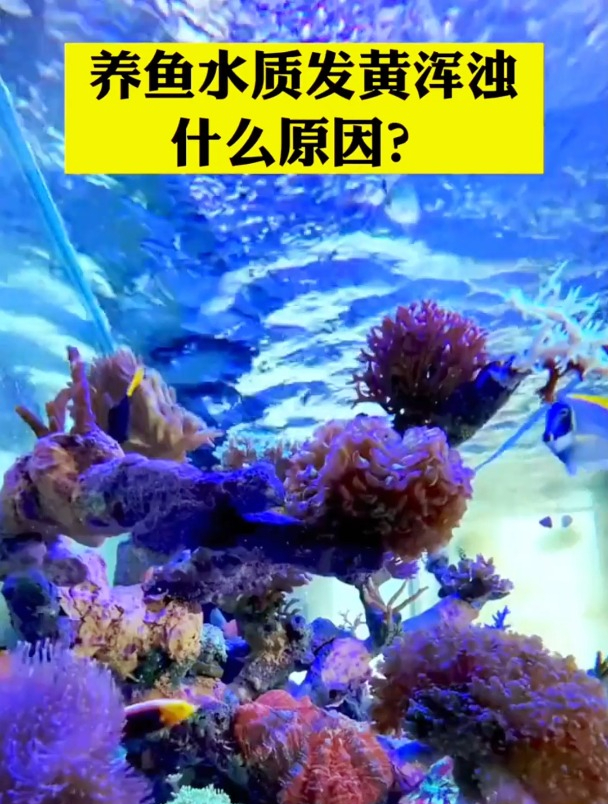 你还不知道养鱼水质发黄浑浊是什么原因?