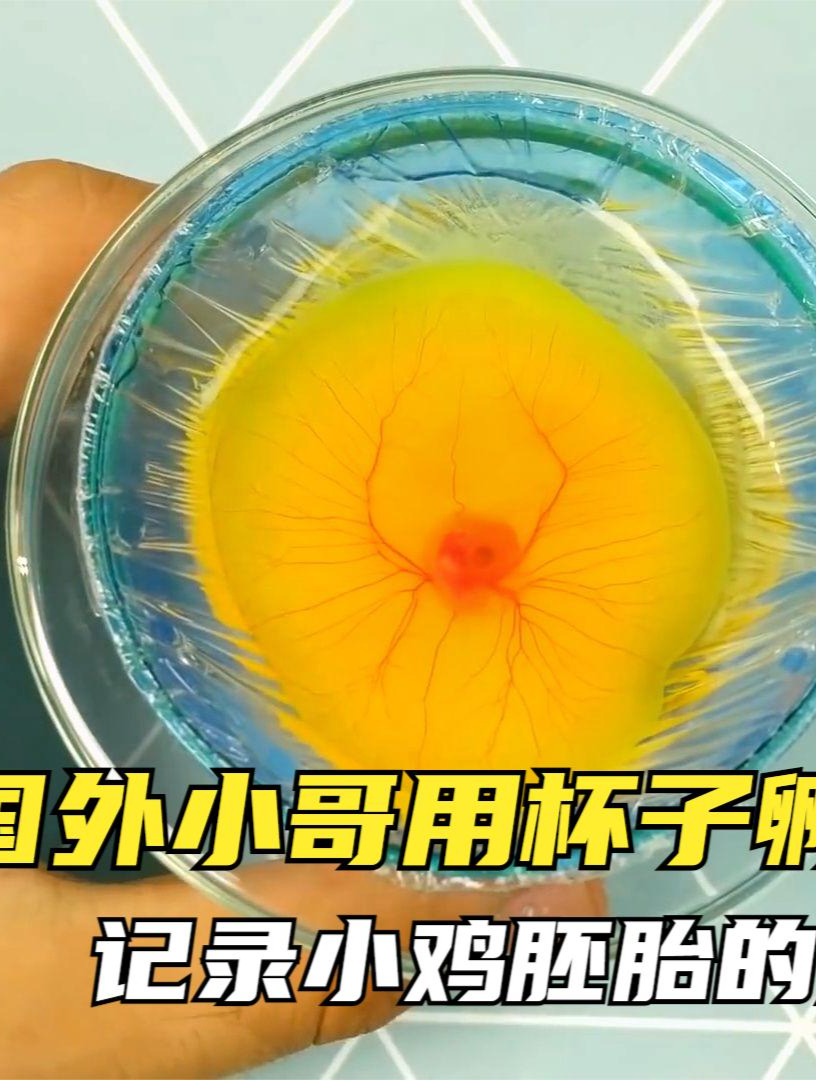 “从杯子到小鸡,一个外国小哥用三年时间见证奇迹!”