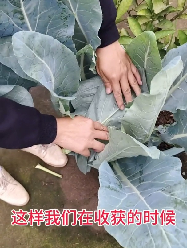 花菜在长到拳头大小的时候,记得用叶子盖起来