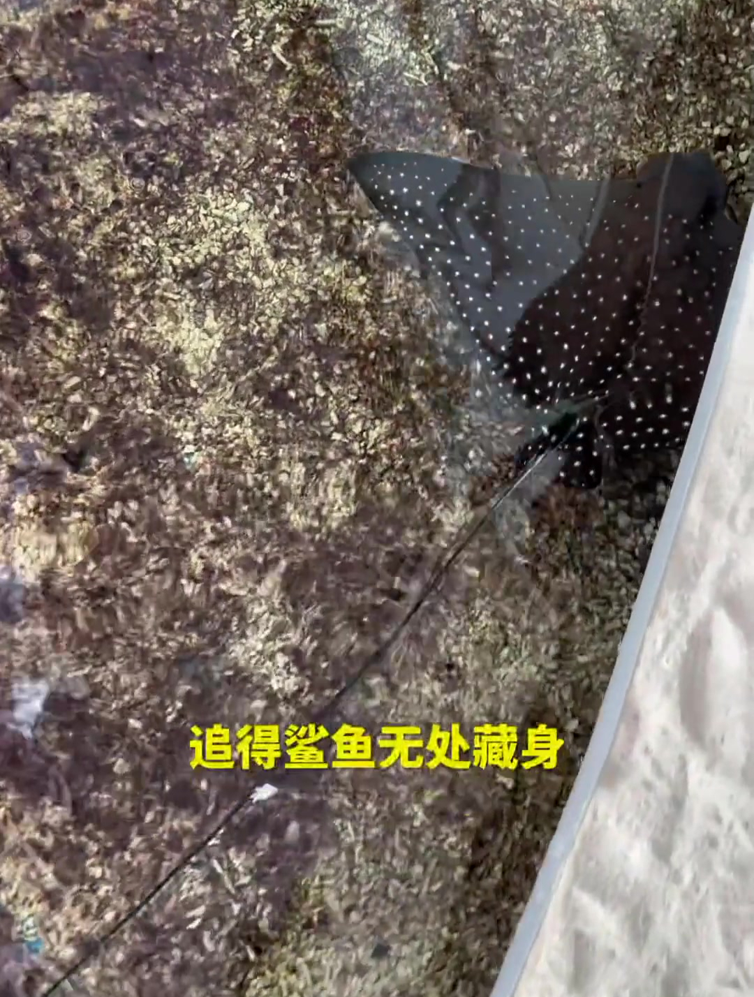 会走路的鳐鱼来了