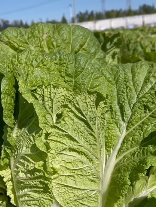 号称“蔬菜之王”的胶州大白菜,为何如此脆甜?太意外了!
