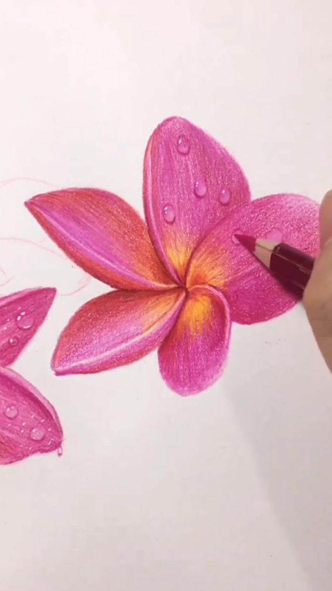 彩铅画,想画就画彩铅鸡蛋花