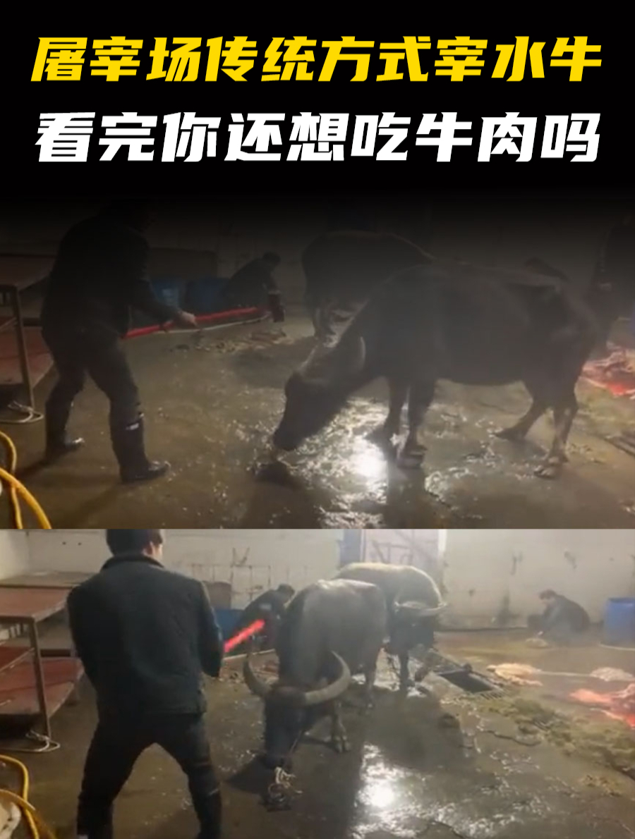 小镇上唯一的屠宰场,凌晨就开始用传统方式宰牛,这操作让人震惊