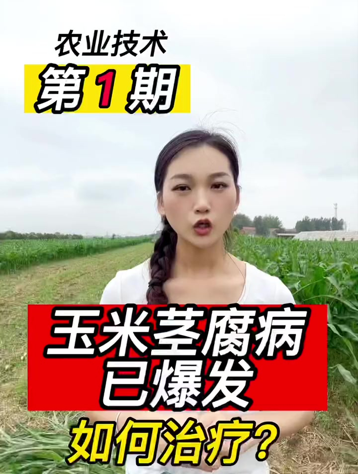 玉米茎基腐病已经爆发了,怎么办