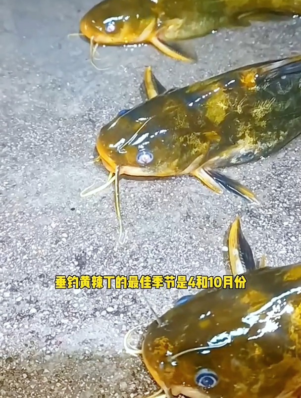 钓黄辣丁“诱钓”结合是关键,做好了这3点,鱼儿自然来!