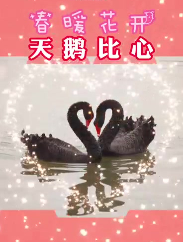 厦门两只天鹅水中比心,愿天下有情人终成眷属