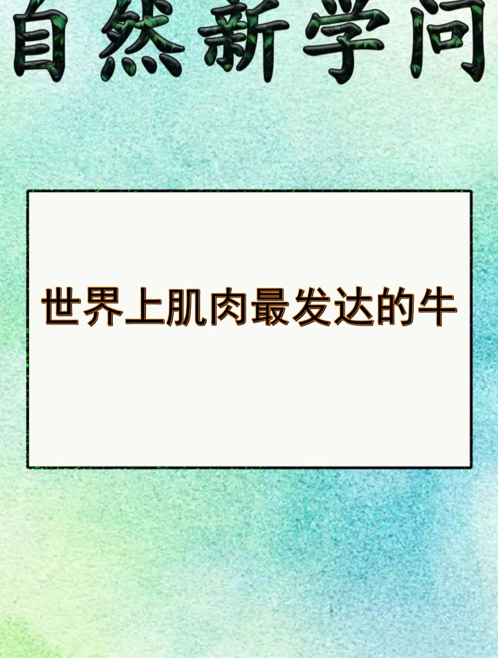 世界上肌肉最发达的牛