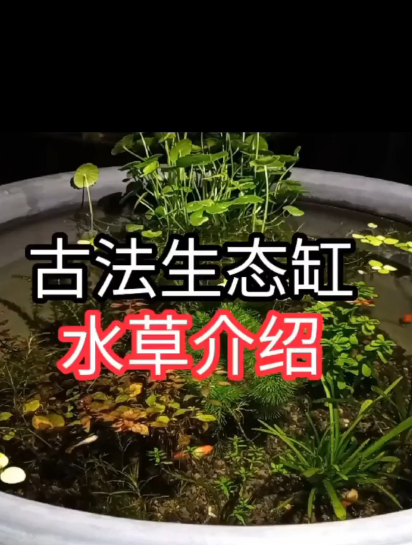 古法生态缸需要种哪些水草?原来只需要这几种就行,还不来看看