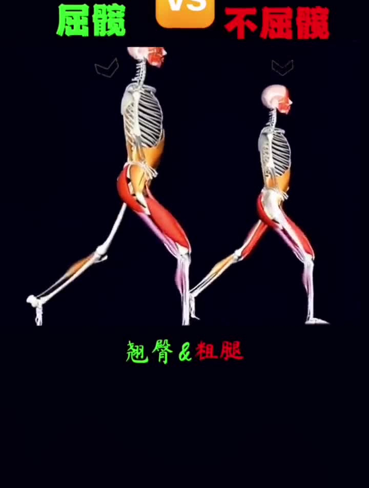 箭步蹲,腿部肌肉群占据全身肌肉量70%左右