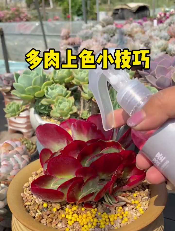家里光照不足又想多肉上色的小技巧来了