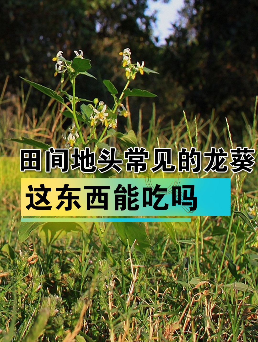 田间地头常见的龙葵,现在竟被卖到200元每斤?这东西能吃吗?