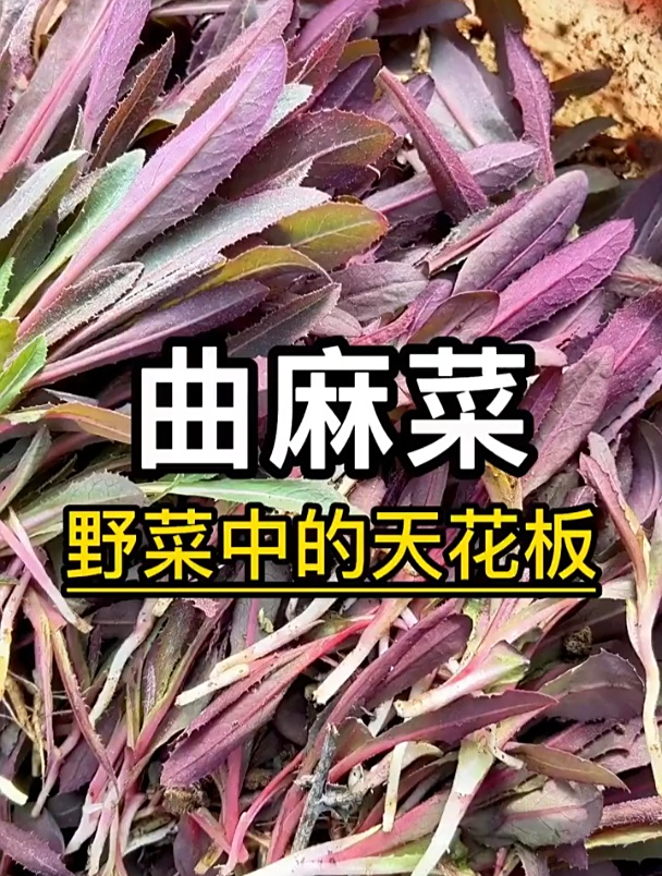 曲麻菜是北方的一种野菜,它还有这几种药用功效!