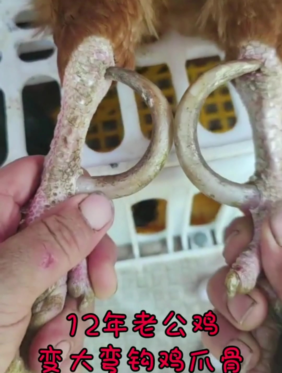 12年老鸡爪变手把件太漂亮了