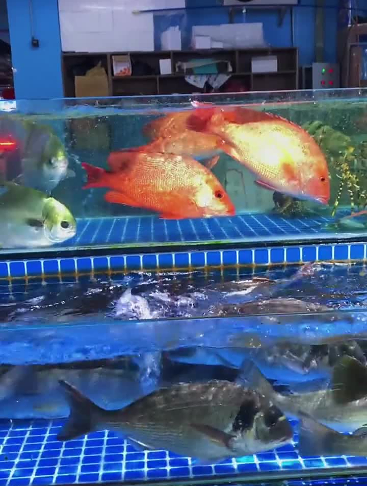 红鲷鱼红鲷鱼鲨鱼der逼呵呵的王小怪阿桐梦