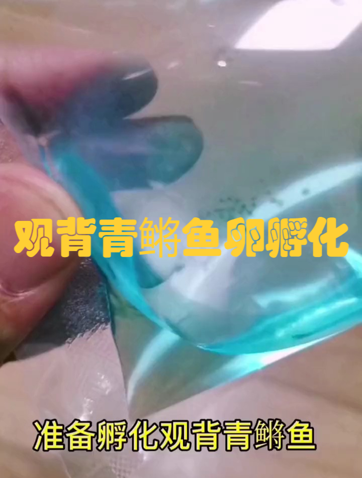 观背青鳉鱼卵孵化