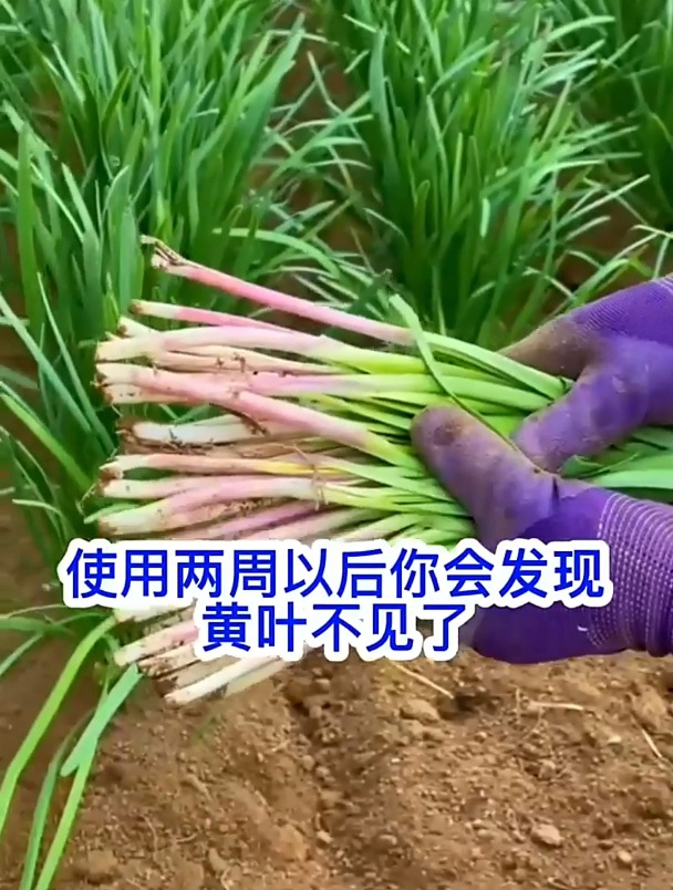 韭菜发黄长势差,一招搞定